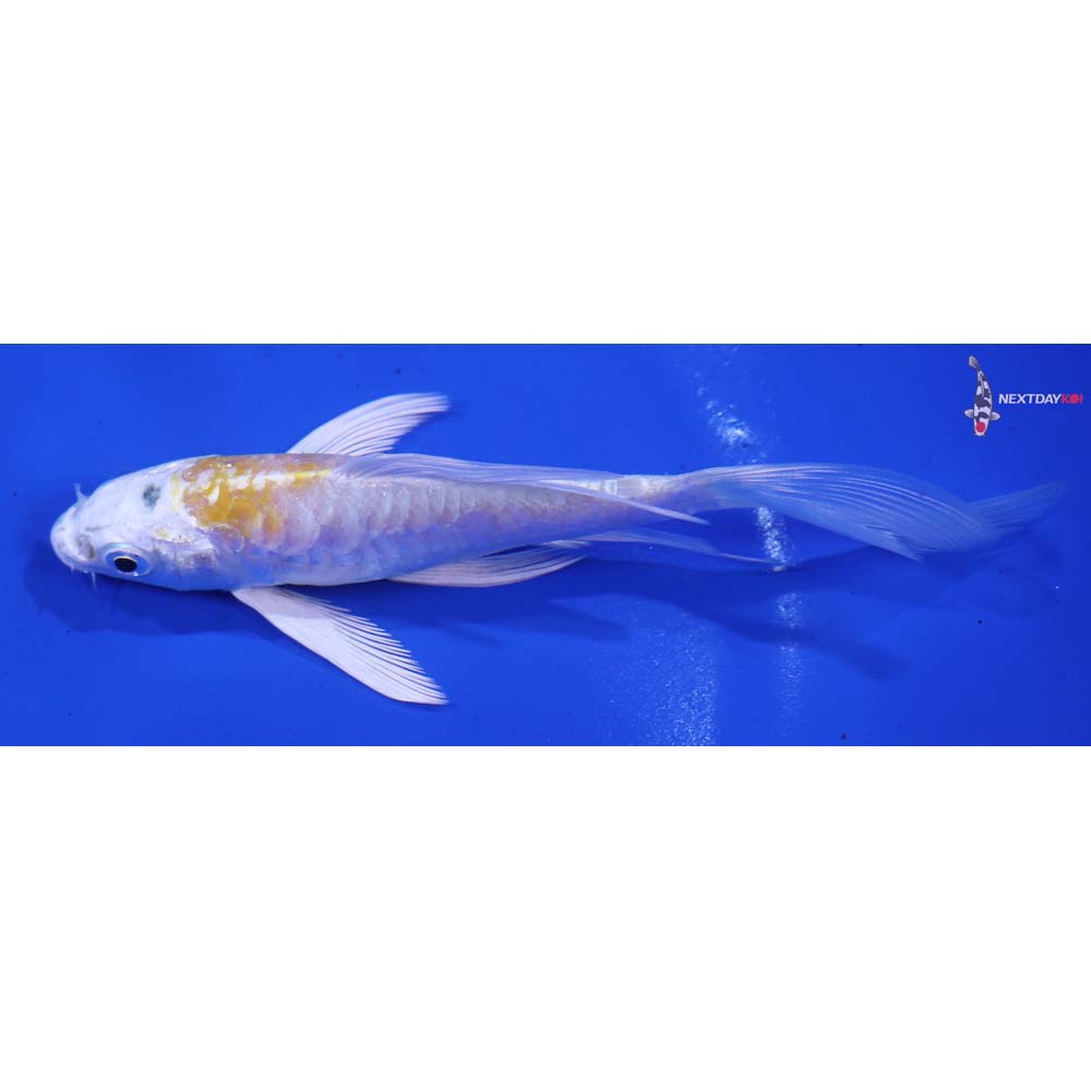 4.5” Imported Doitsu Lemon Hariwake Butterfly Koi