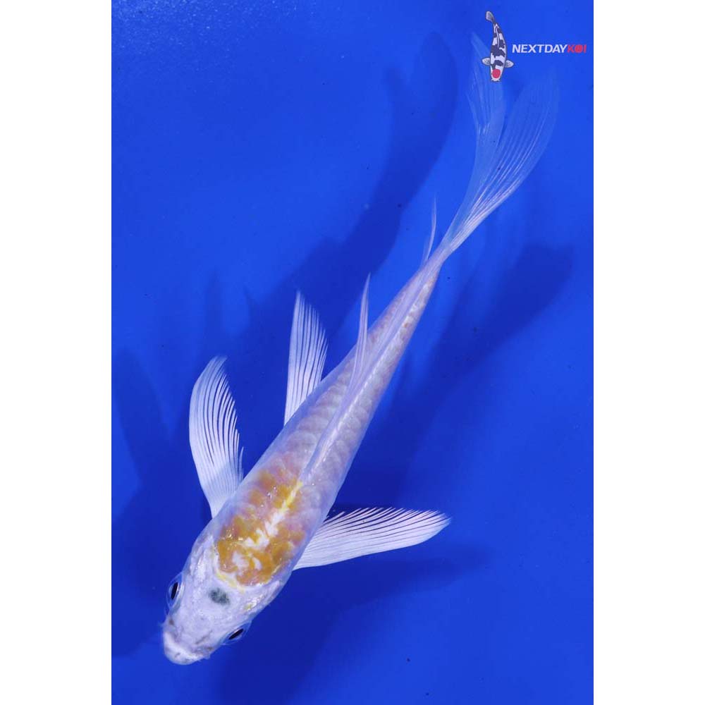 4.5” Imported Doitsu Lemon Hariwake Butterfly Koi