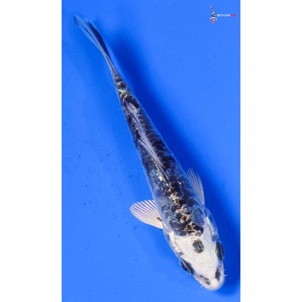 4” Imported Doitsu Gin Shiro Bekko