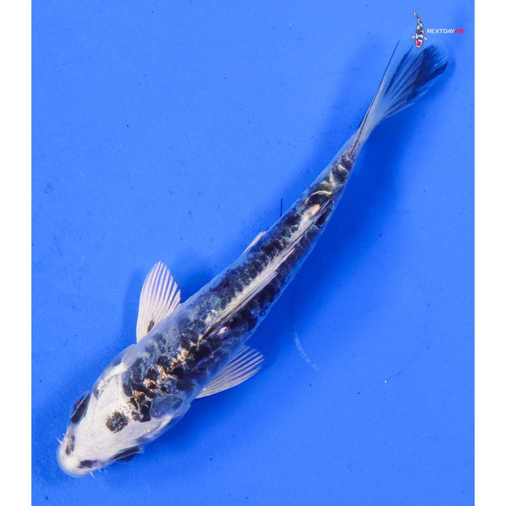 4” Imported Doitsu Gin Shiro Bekko