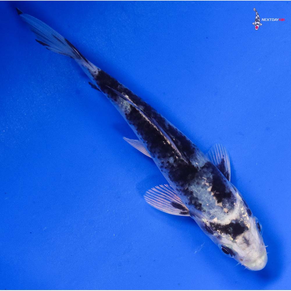 4” Imported Gin Shiro Utsuri