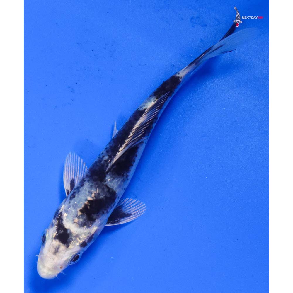 4” Imported Gin Shiro Utsuri