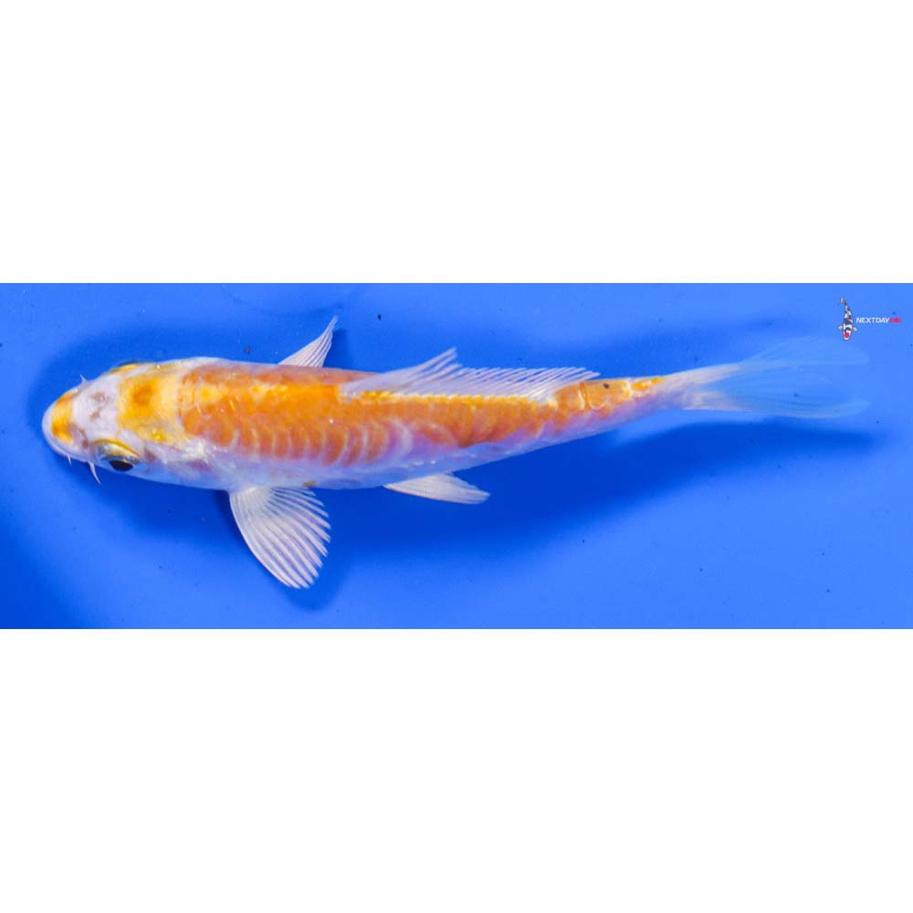 4” Imported Doitsu Lemon Hariwake