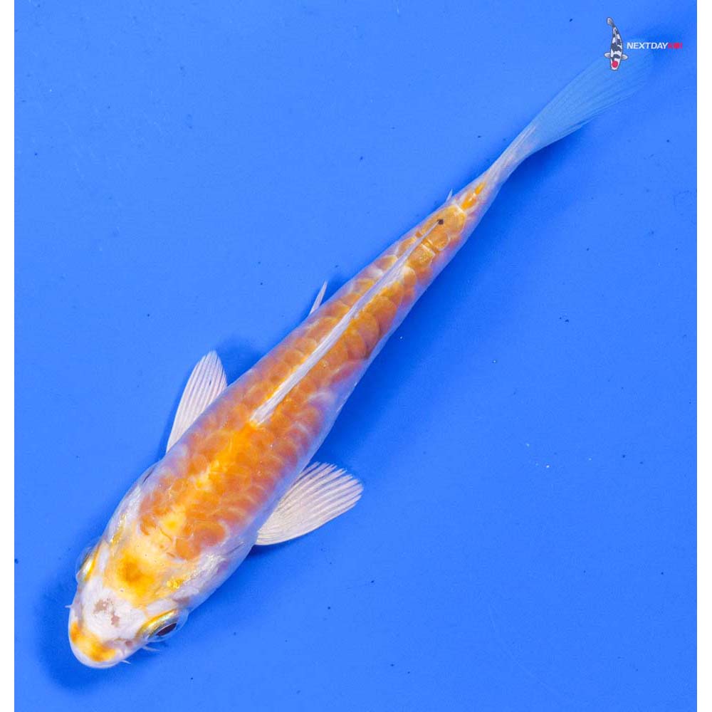 4” Imported Doitsu Lemon Hariwake