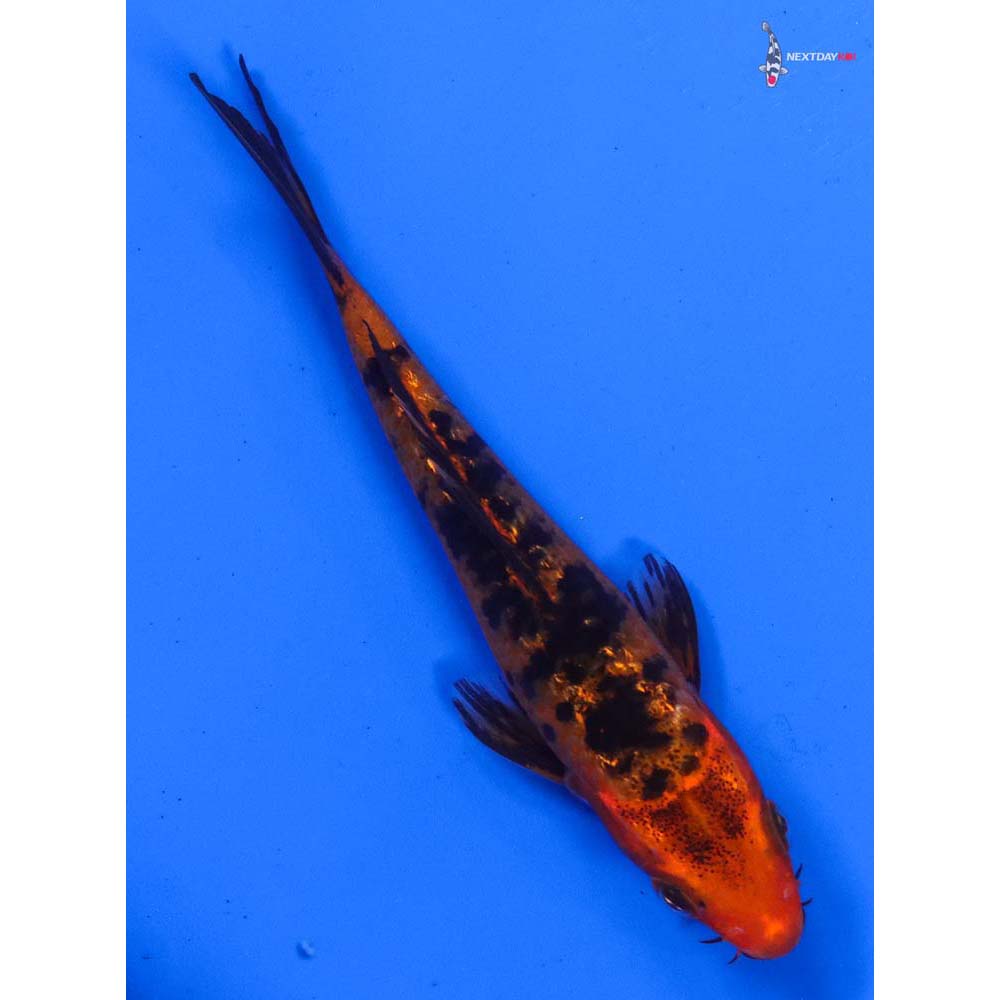 4.5” Imported Gin Rin Aka Bekko