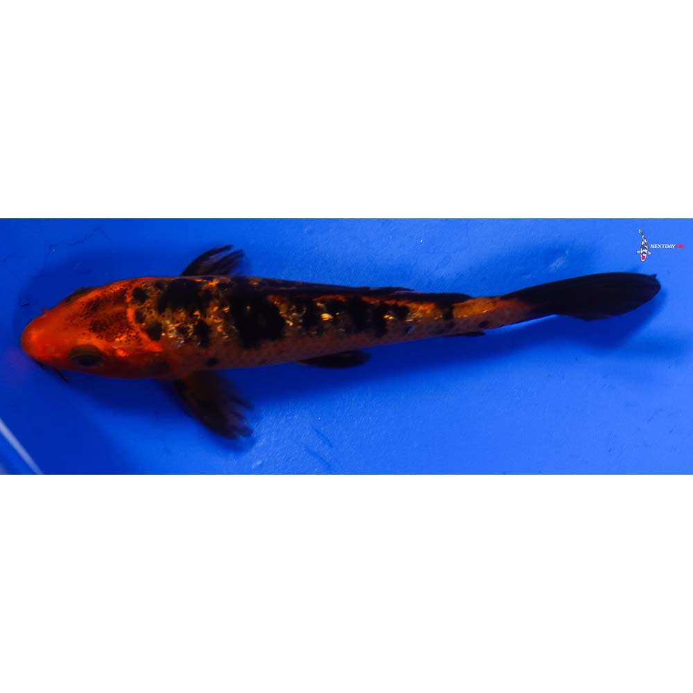 4.5” Imported Gin Rin Aka Bekko