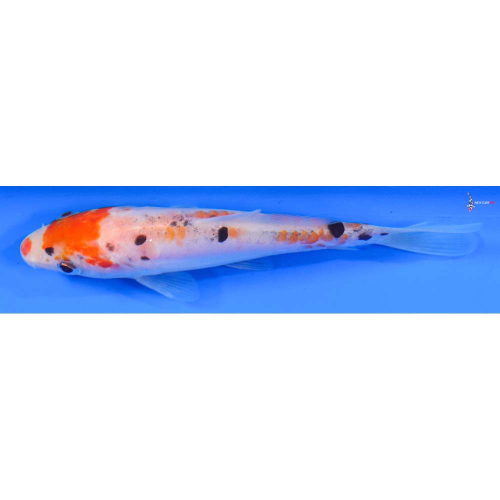 4.5” Imported Doitsu Sanke