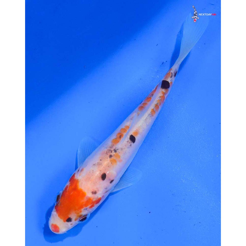 4.5” Imported Doitsu Sanke