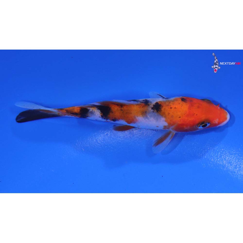 3.5” Imported Sanke