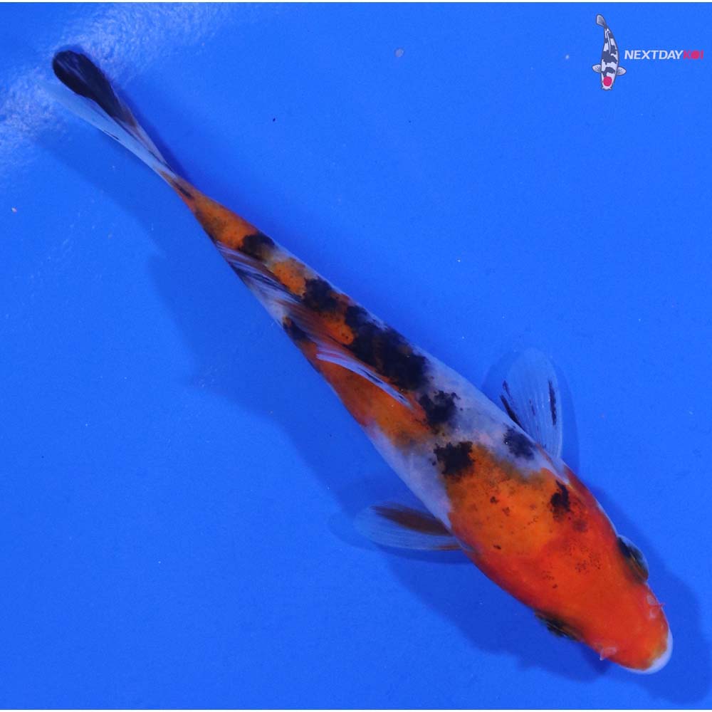 3.5” Imported Sanke