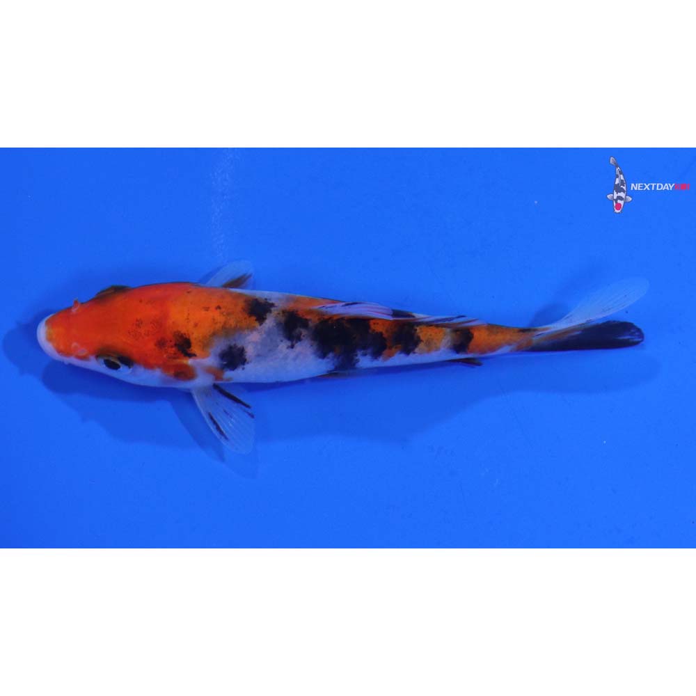 3.5” Imported Sanke