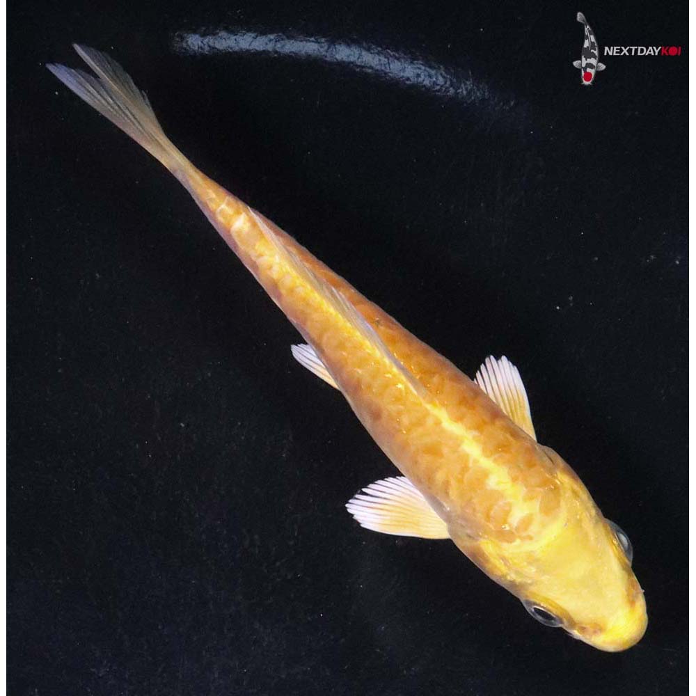 3.5” Imported Armor Scaled Yamabuki Ogon