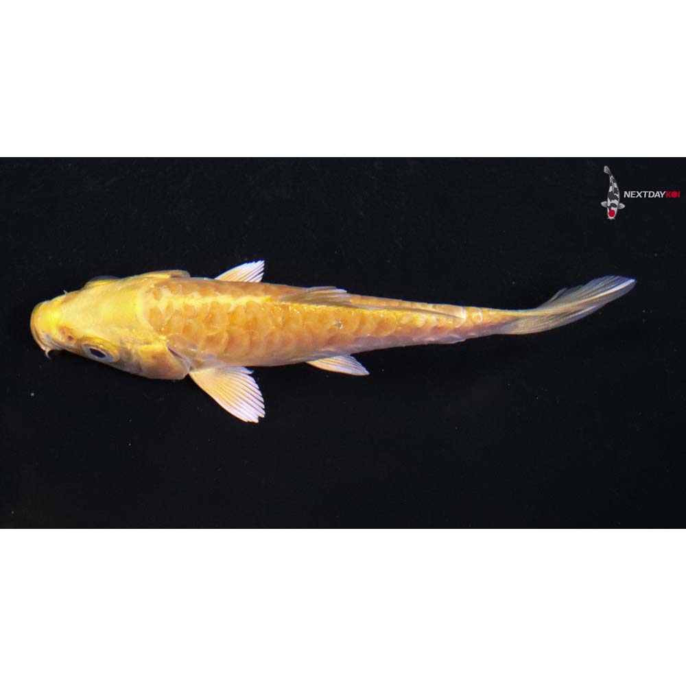 3.5” Imported Armor Scaled Yamabuki Ogon