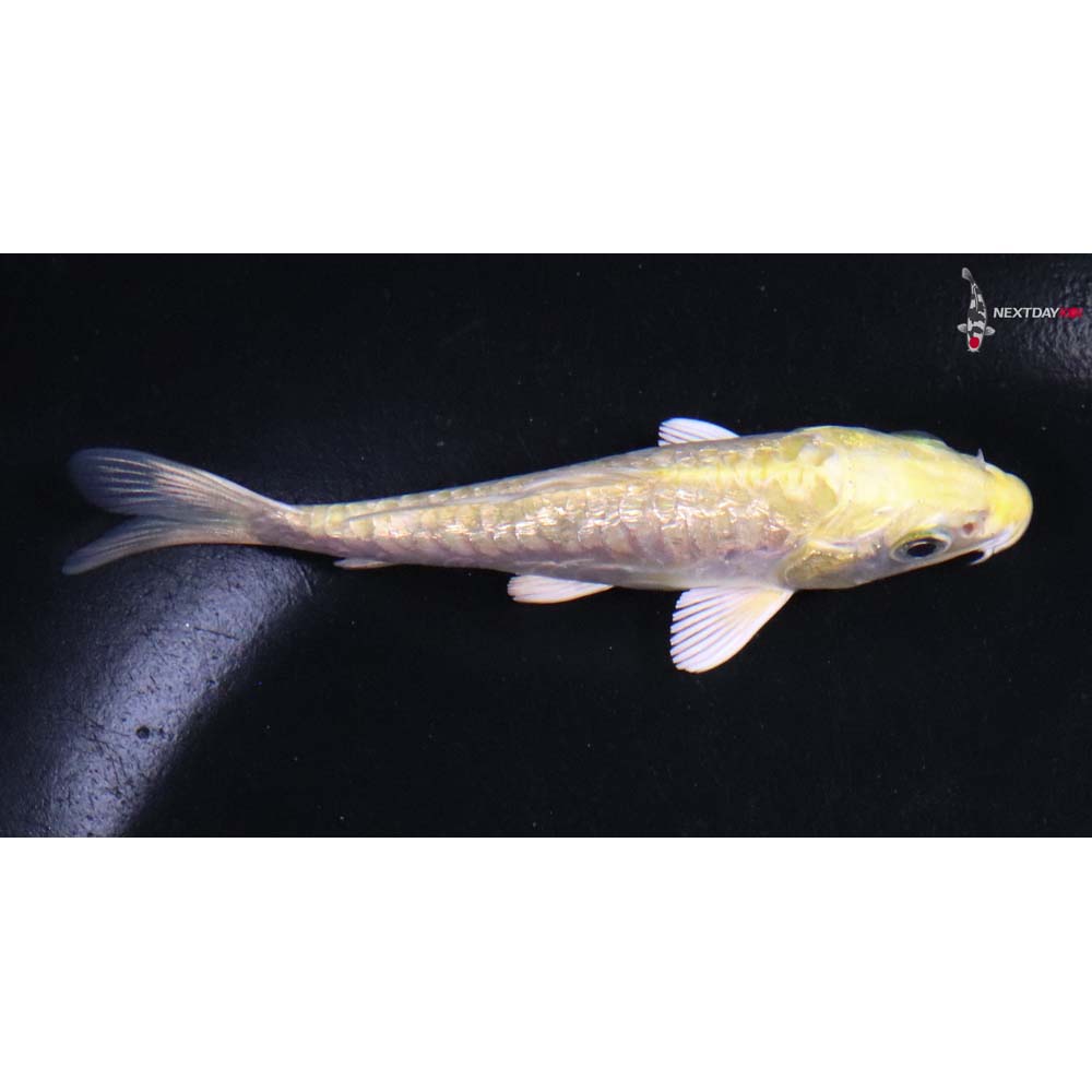 3.5” Imported Gin Rin Armor Scaled Yamabuki Ogon