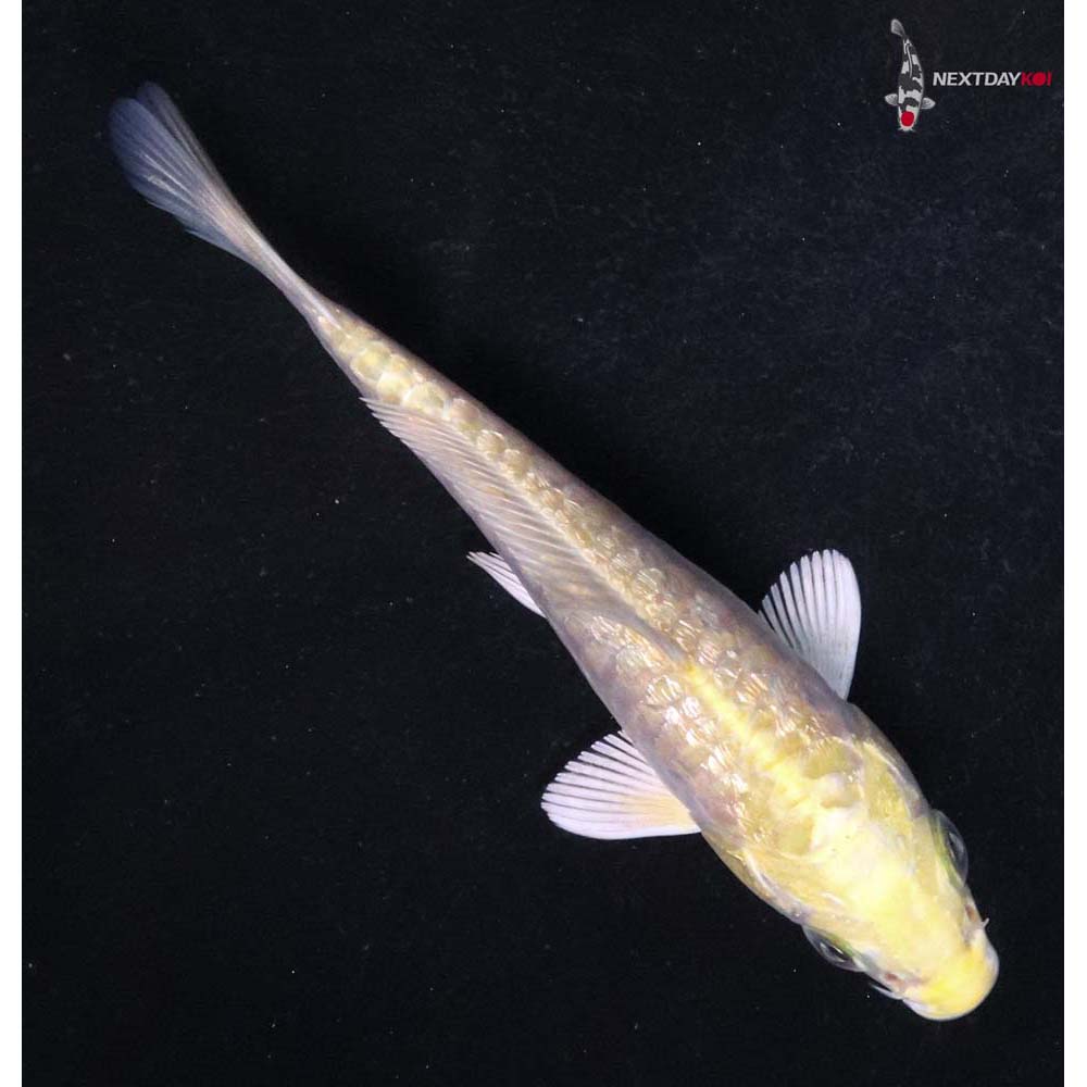 3.5” Imported Gin Rin Armor Scaled Yamabuki Ogon