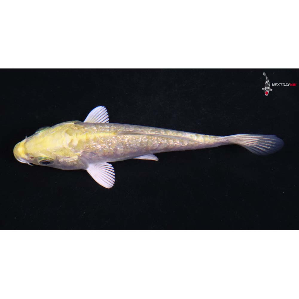 3.5” Imported Gin Rin Armor Scaled Yamabuki Ogon