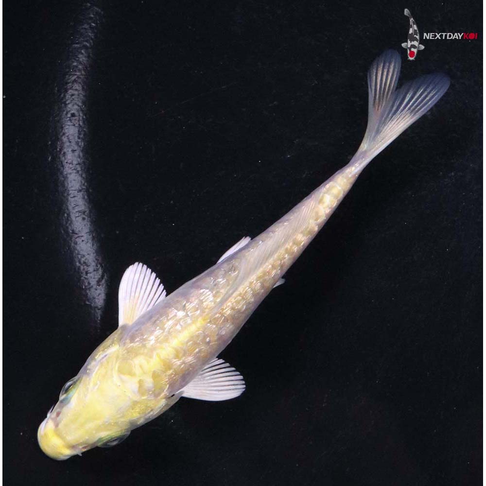 3.5” Imported Gin Rin Armor Scaled Yamabuki Ogon