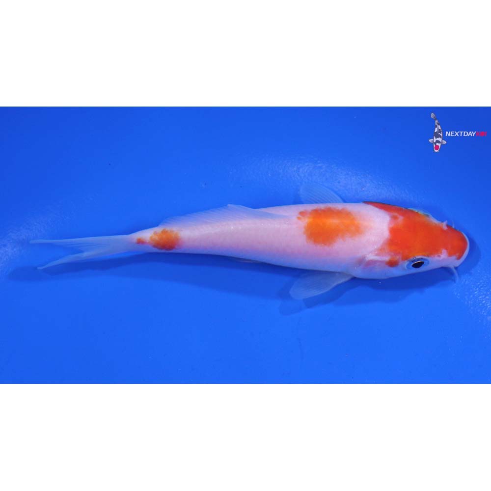 4” Imported Kohaku