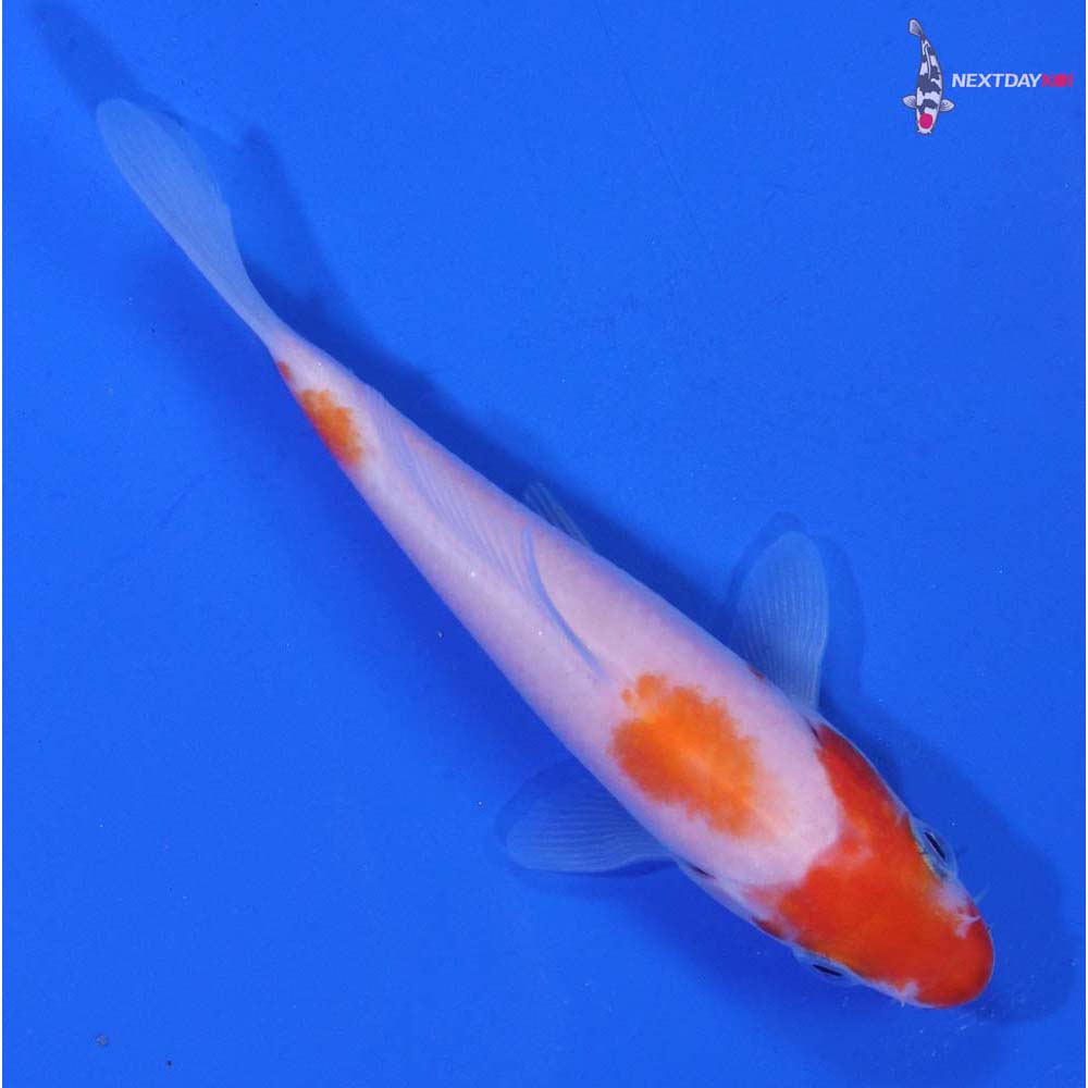 4” Imported Kohaku