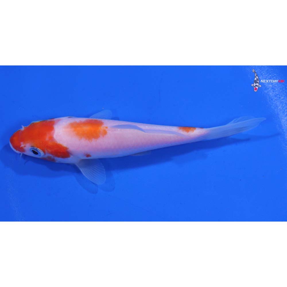 4” Imported Kohaku