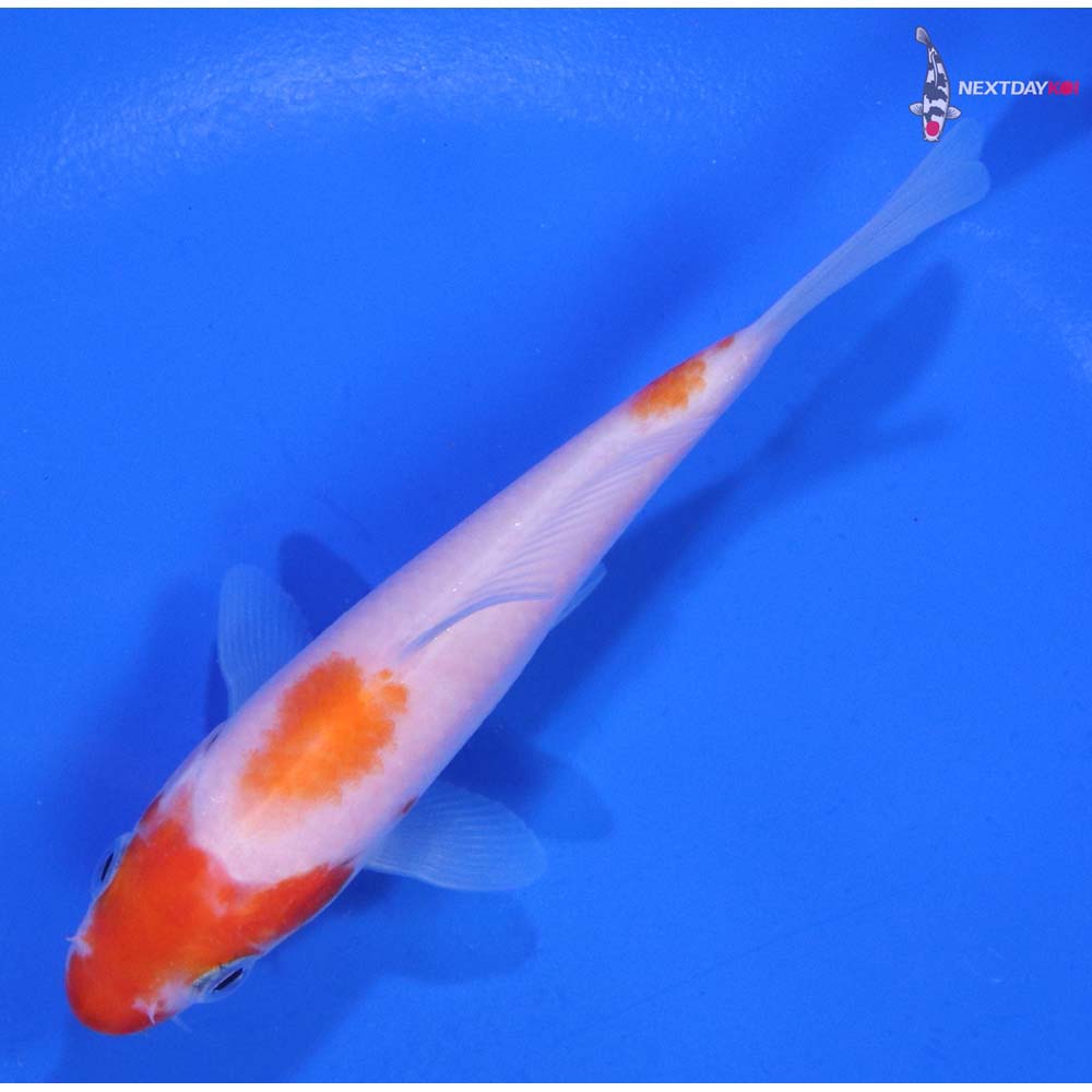 4” Imported Kohaku