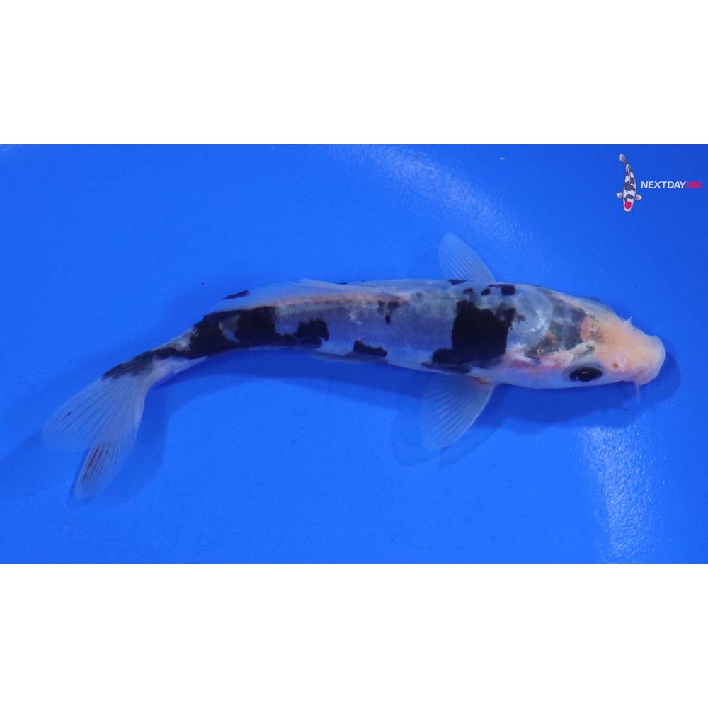 4.5” Imported Doitsu Shiro Bekko