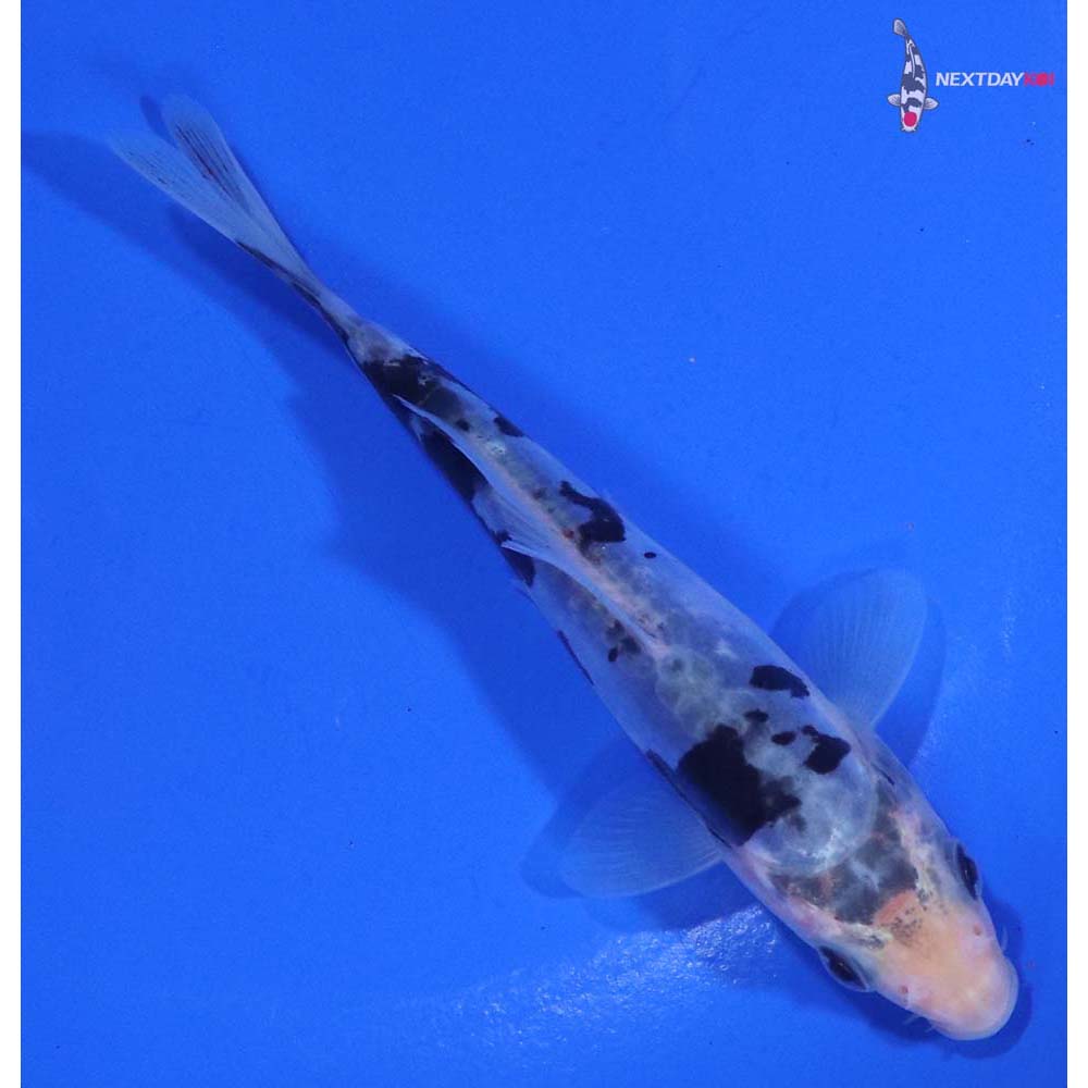 4.5” Imported Doitsu Shiro Bekko