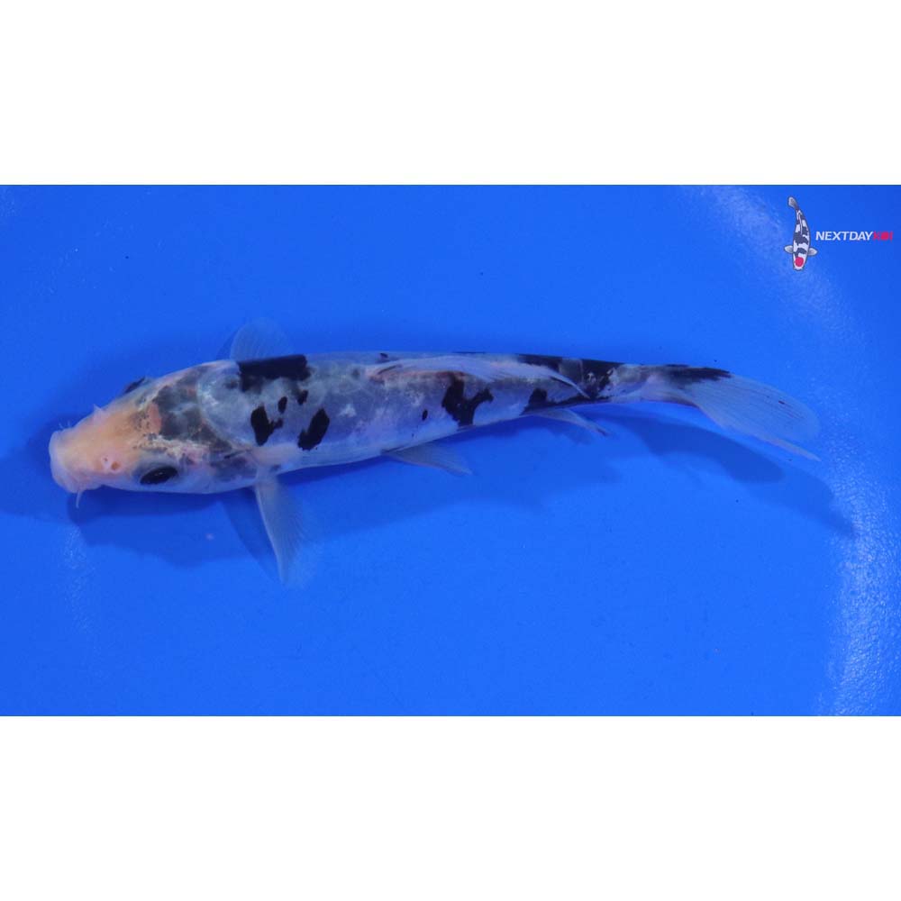 4.5” Imported Doitsu Shiro Bekko