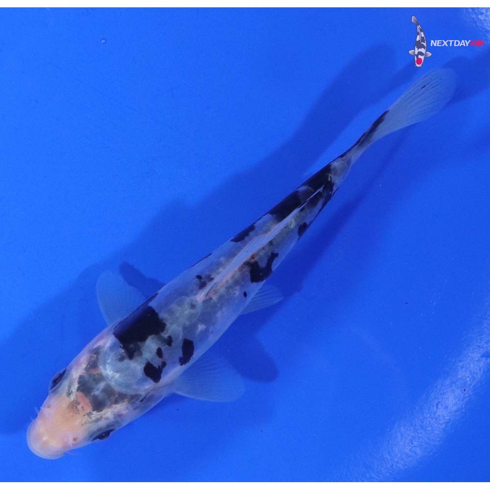 4.5” Imported Doitsu Shiro Bekko