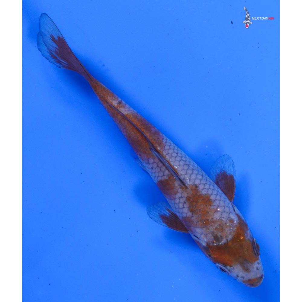 5” Imported Ochiba Shigure