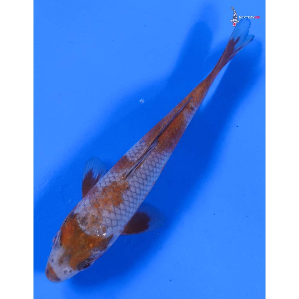 5” Imported Ochiba Shigure