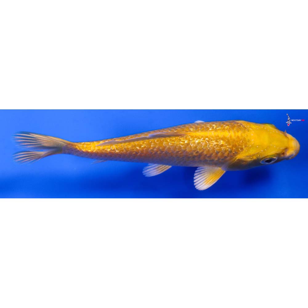 5” Imported Gin Rin Yamabuki Ogon