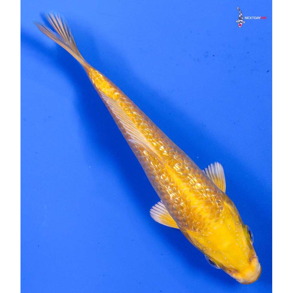 5” Imported Gin Rin Yamabuki Ogon