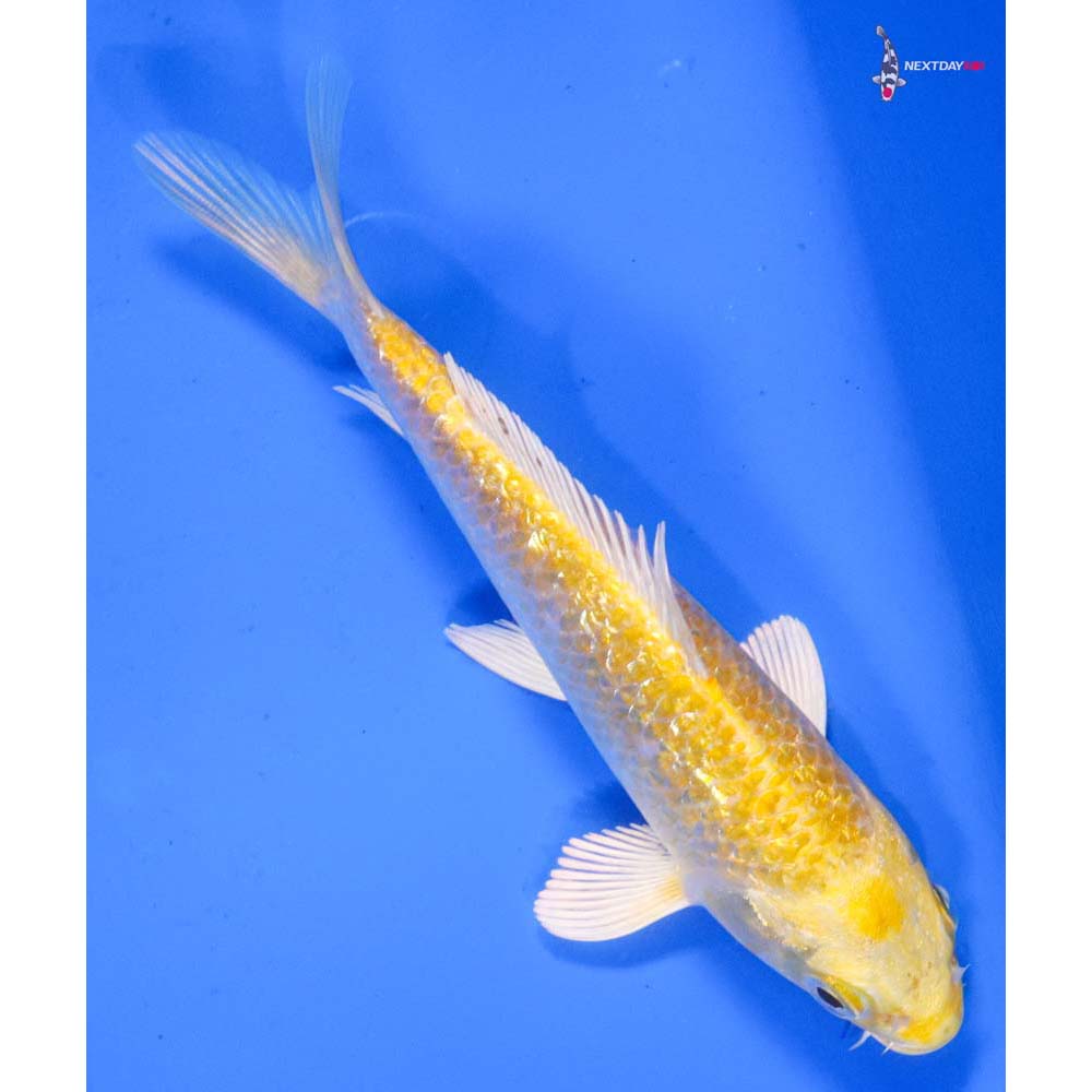 5” Imported Gin Rin Yamabuki Ogon