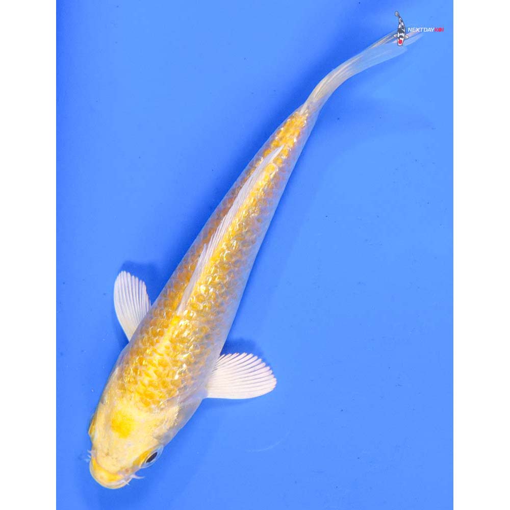 5” Imported Gin Rin Yamabuki Ogon