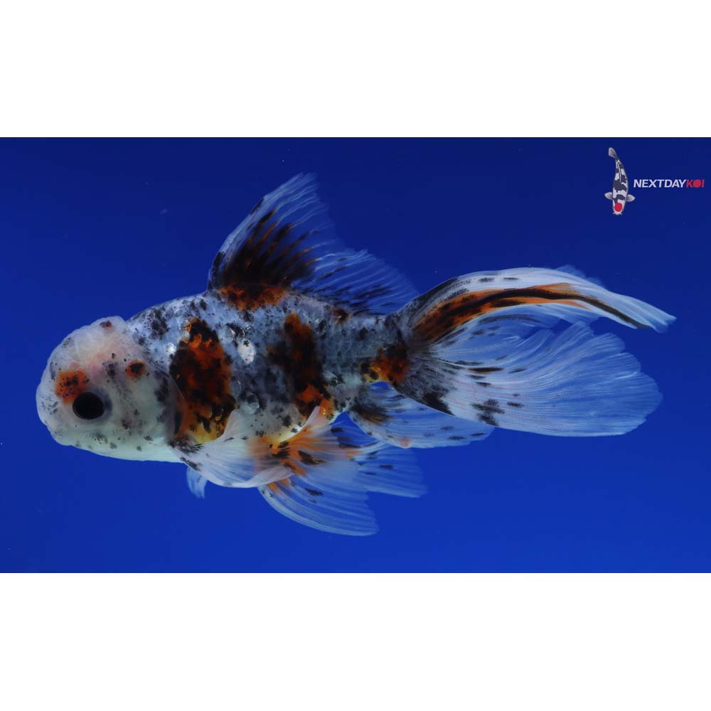 4.5” Imported Calico Oranda