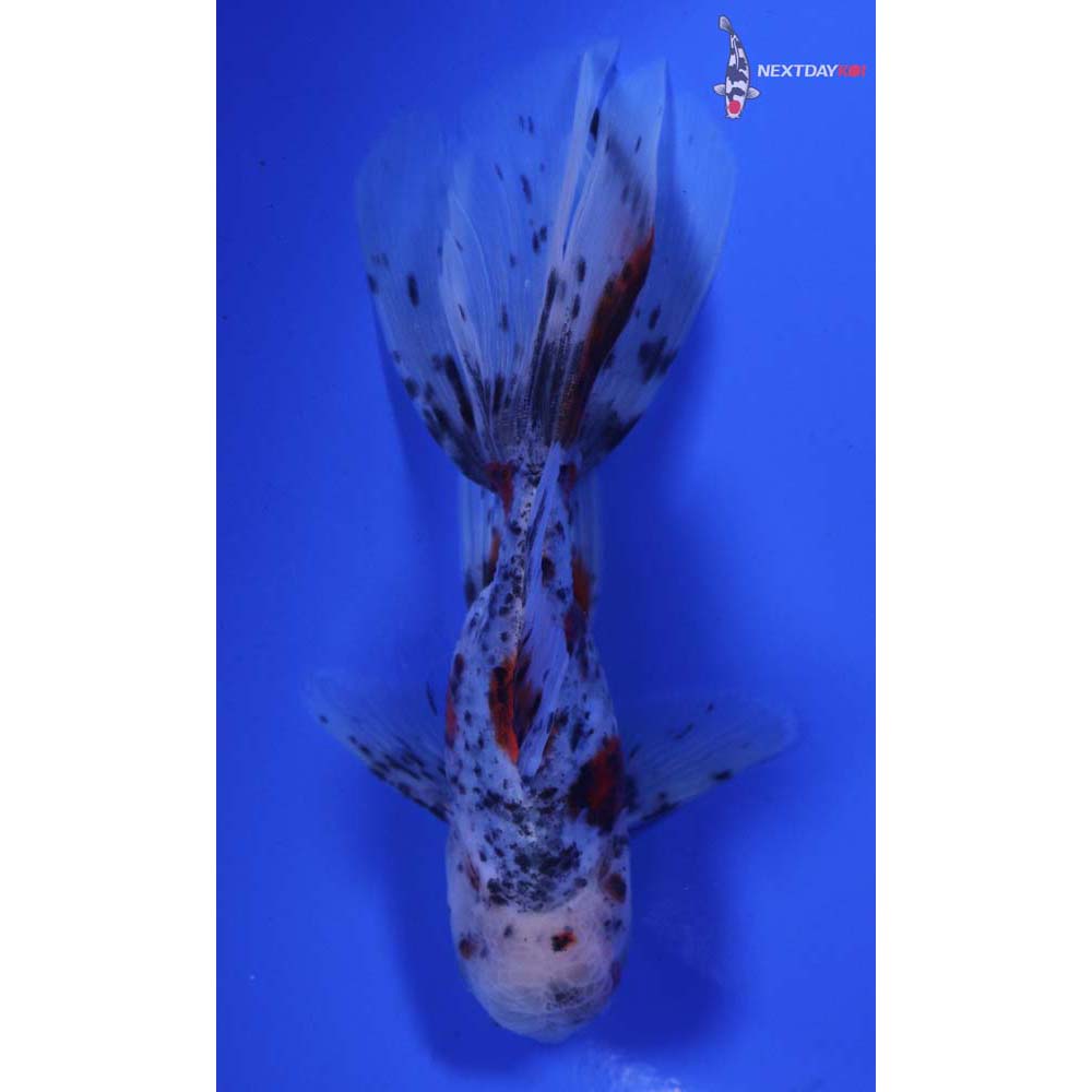 4.5” Imported Calico Oranda