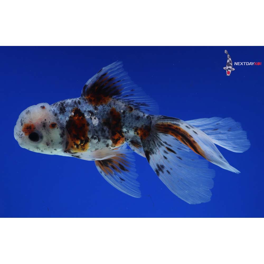 4.5” Imported Calico Oranda