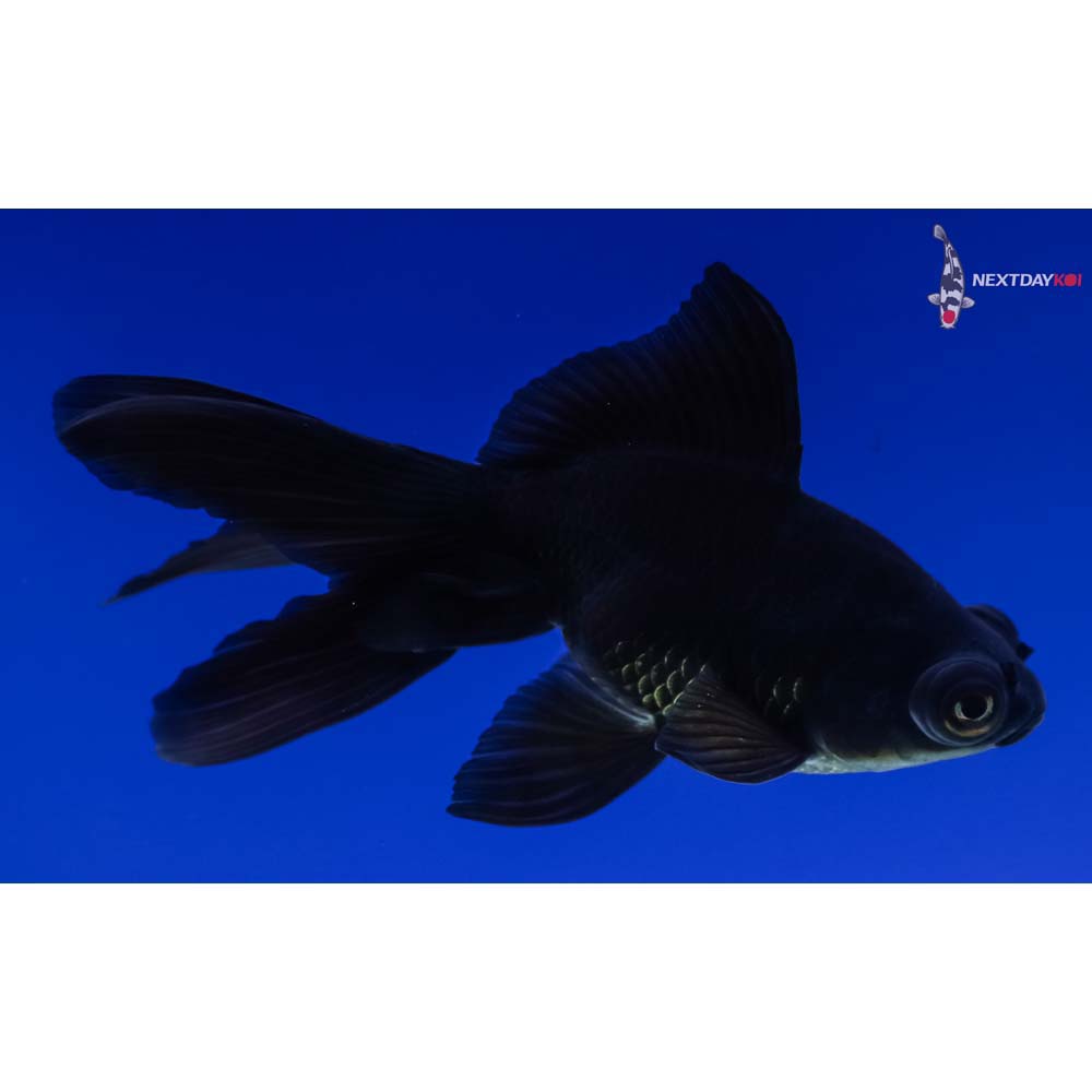 4.5” Imported Black Telescope Fantail