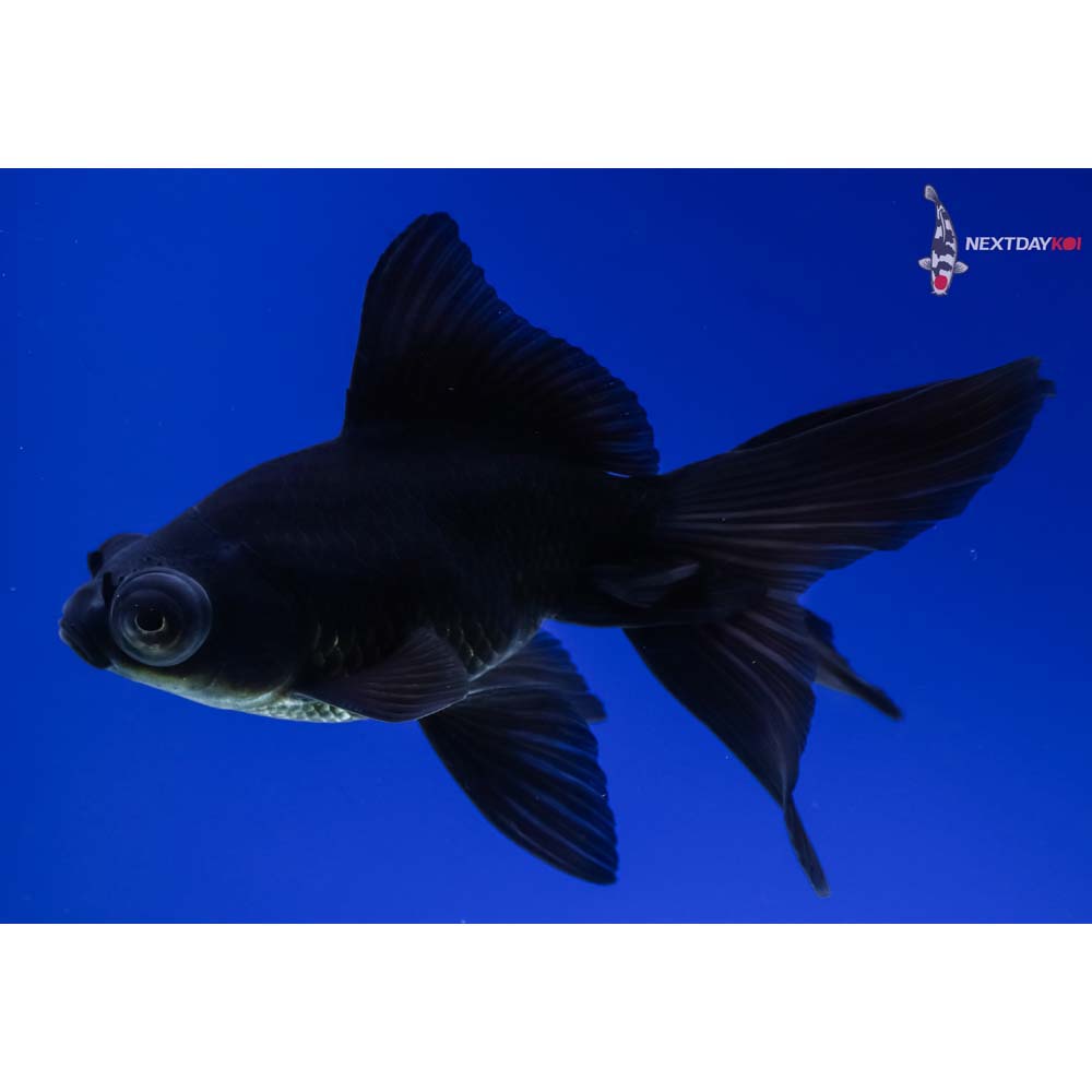 4.5” Imported Black Telescope Fantail