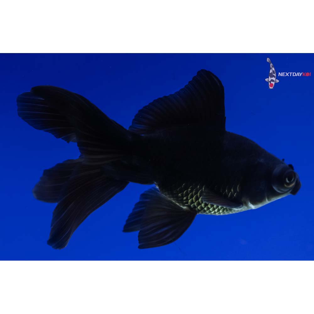 4.5” Imported Black Telescope Fantail