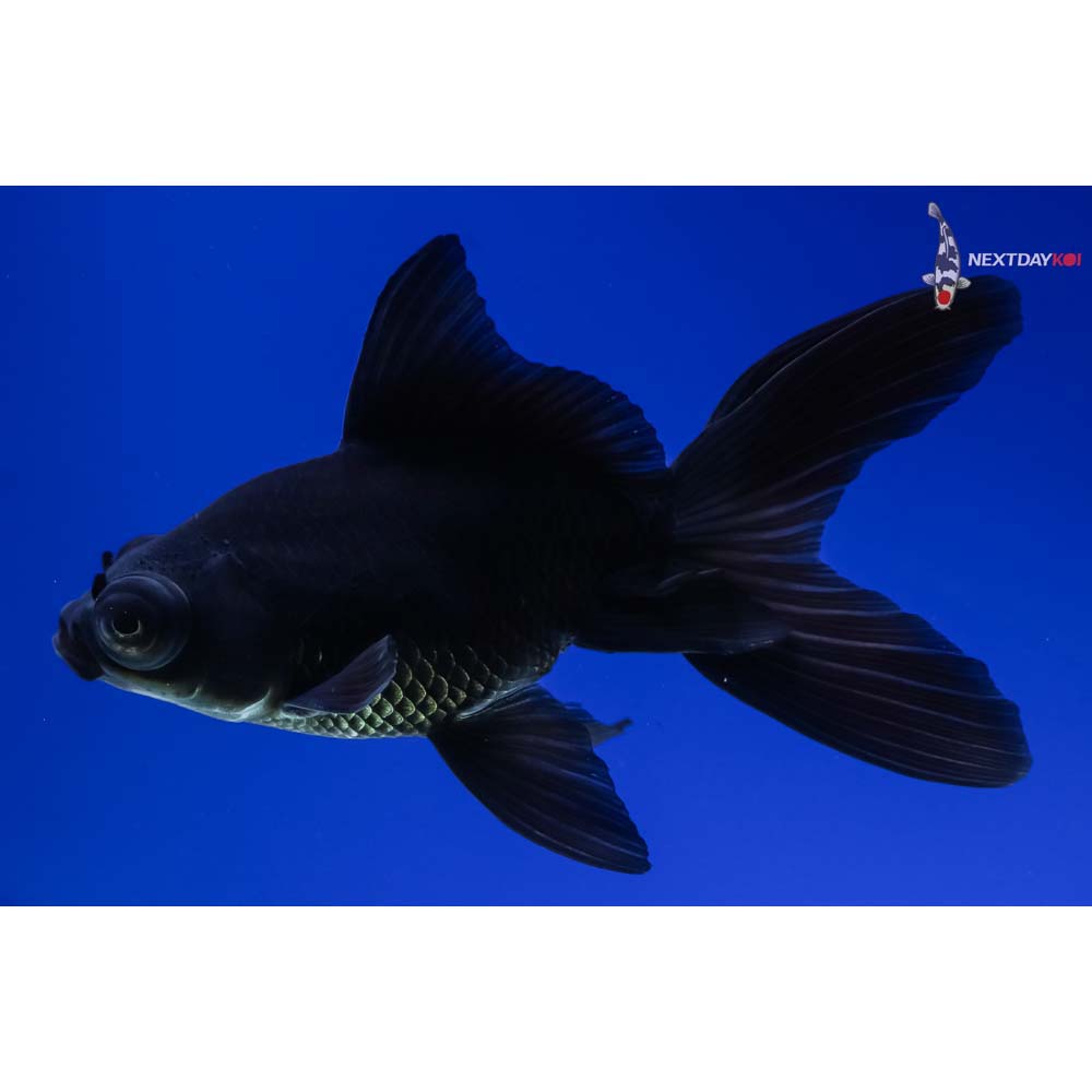 4.5” Imported Black Telescope Fantail