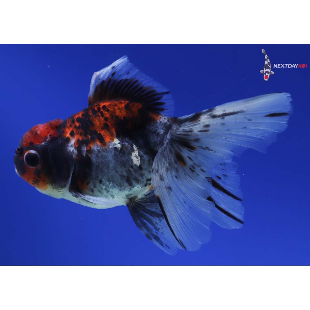 5” Imported Calico Oranda