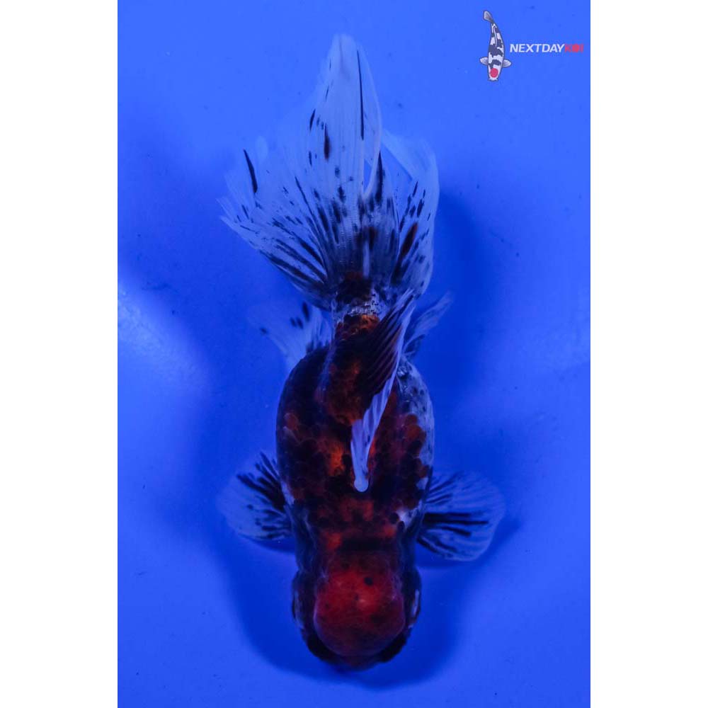 5” Imported Calico Oranda