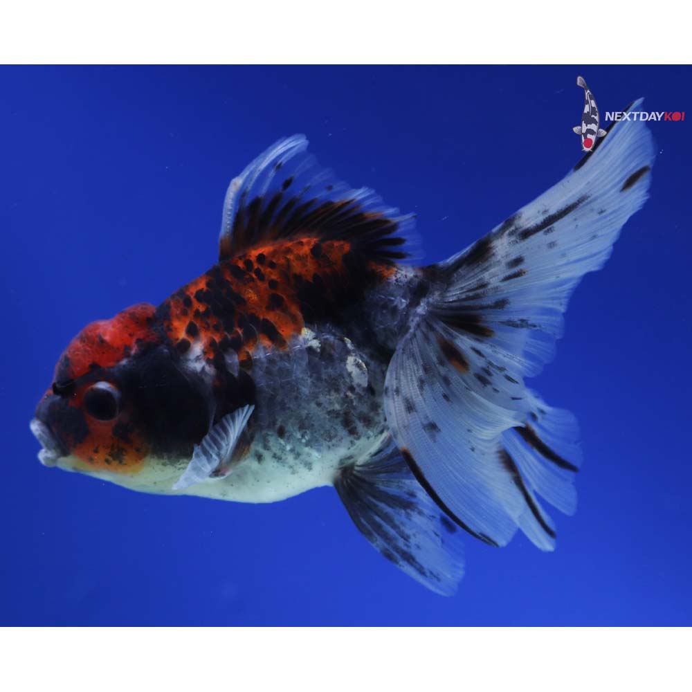 5” Imported Calico Oranda