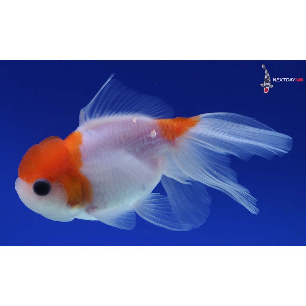 5” Imported Red and White Oranda