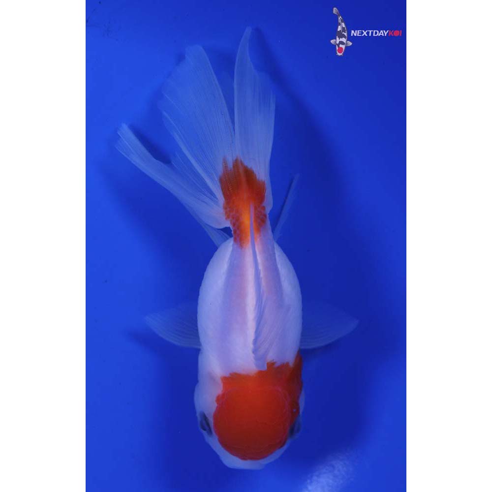 5” Imported Red and White Oranda