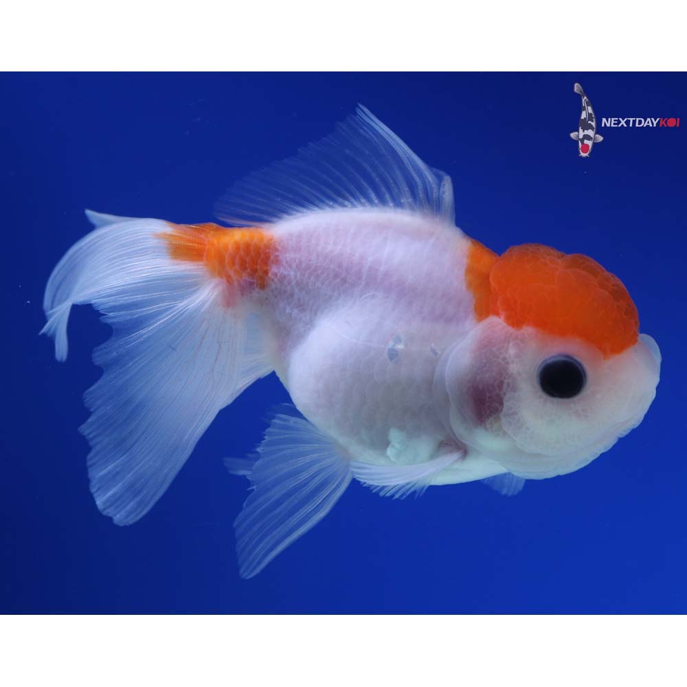 5” Imported Red and White Oranda