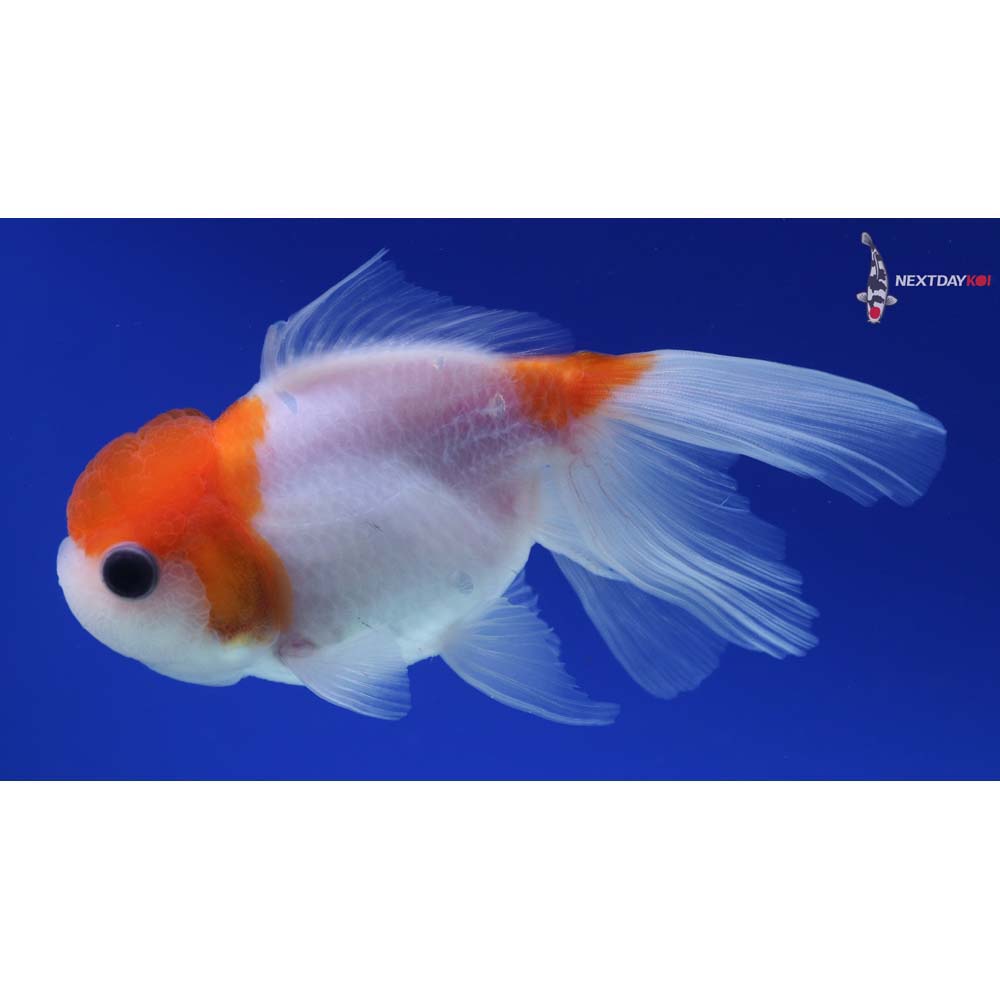 5” Imported Red and White Oranda