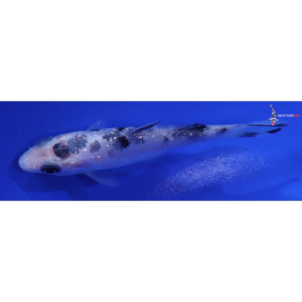 3” Imported Gin Rin Shiro Bekko